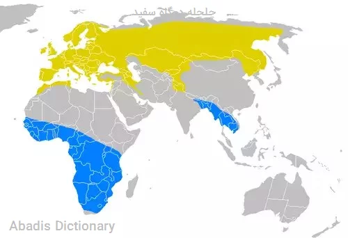 چلچله دمگاه سفید